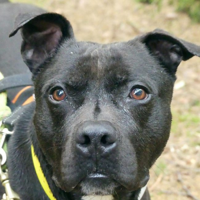 Snoop - Chien à adopter