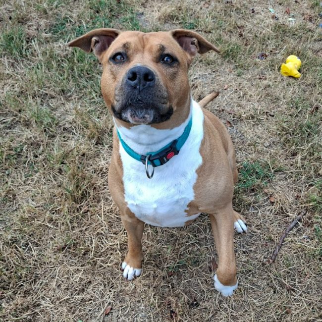 Kally - Chien à adopter