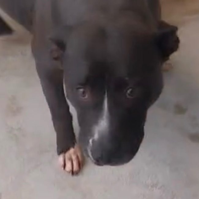 Layka - Chien à adopter