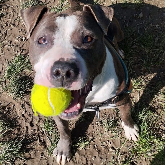 Kira - Chien à adopter