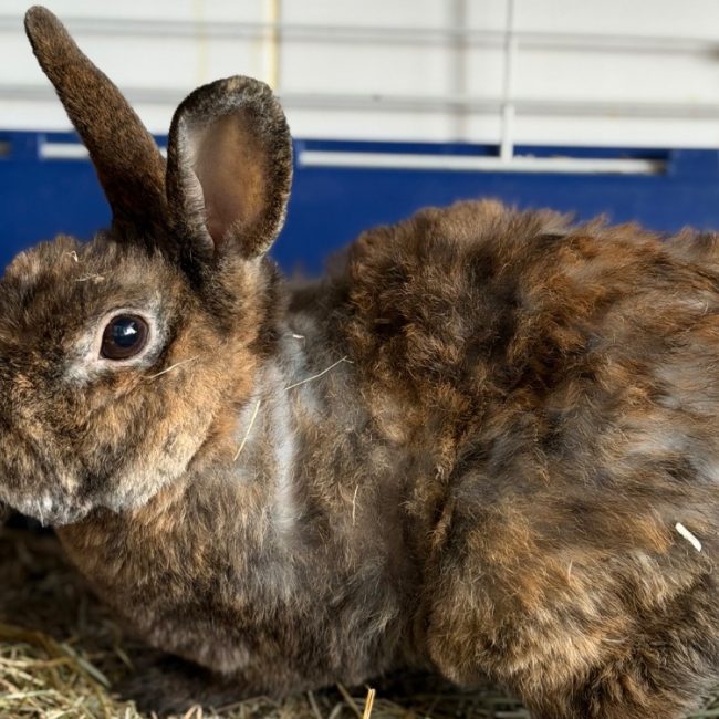 Elvis - Rongeur Lapin à adopter