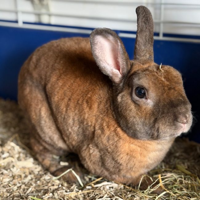 Prim's - Rongeur Lapin à adopter