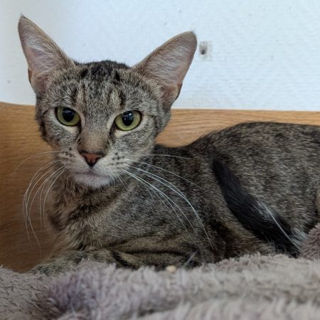 Duchesse - Chat Européen à adopter