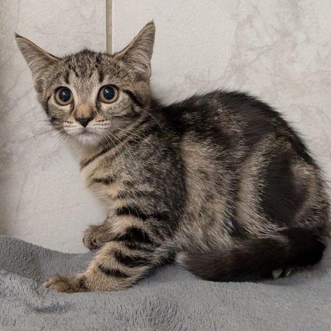 Matcha - Chat Européen à adopter