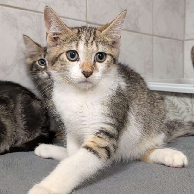Kibou - Chat Européen à adopter