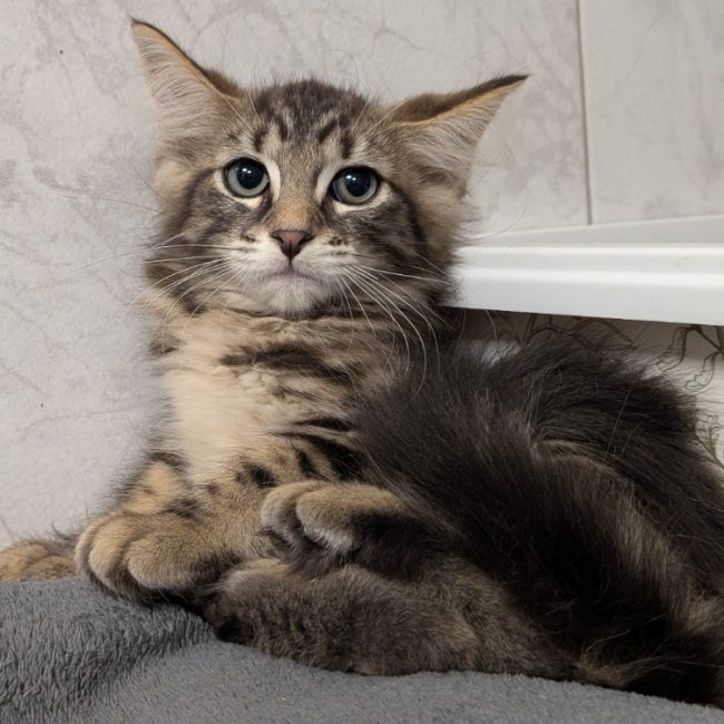 Loupiotte - Chat Européen à adopter