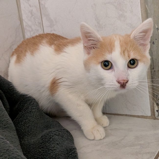 Roucky - Chat Européen à adopter
