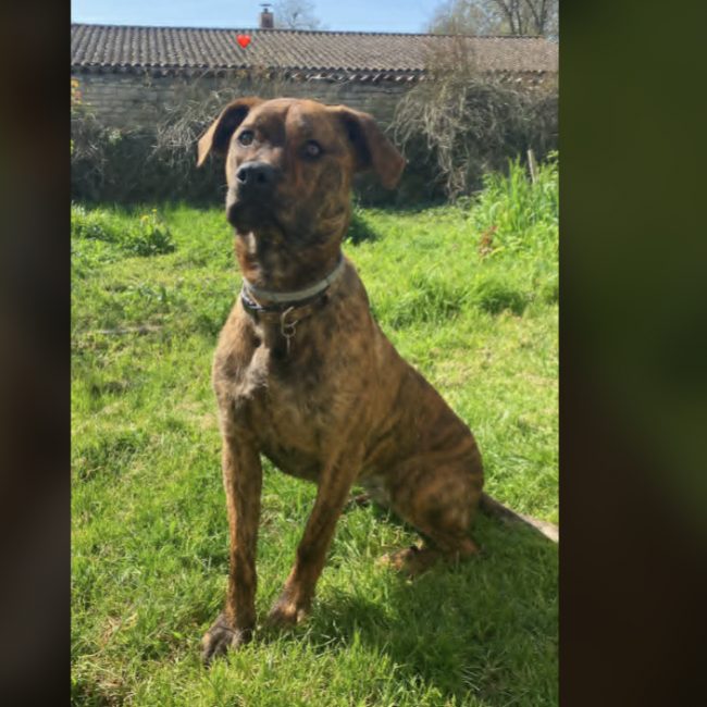 Vi - Chien à adopter