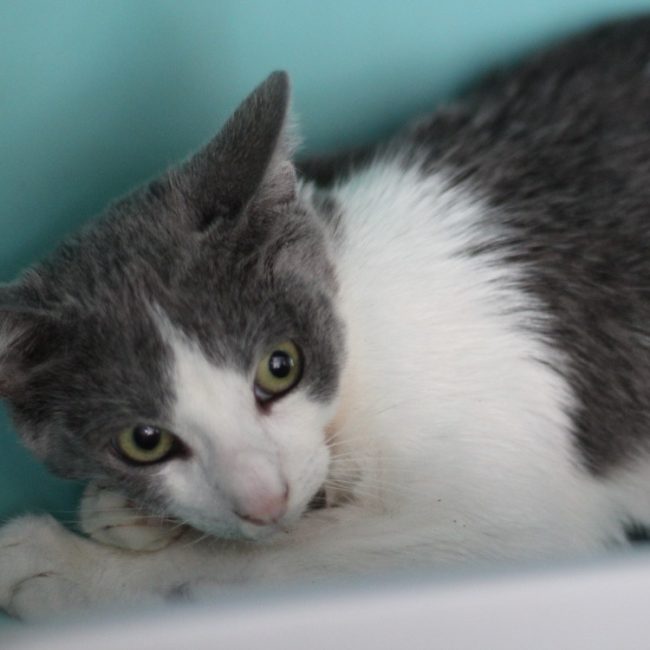 Mac - Chat Européen à adopter