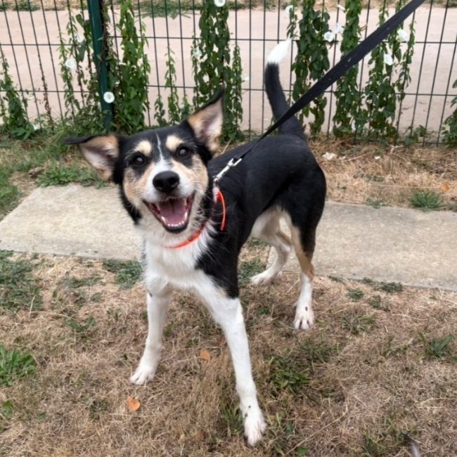 Dick - Chien à adopter