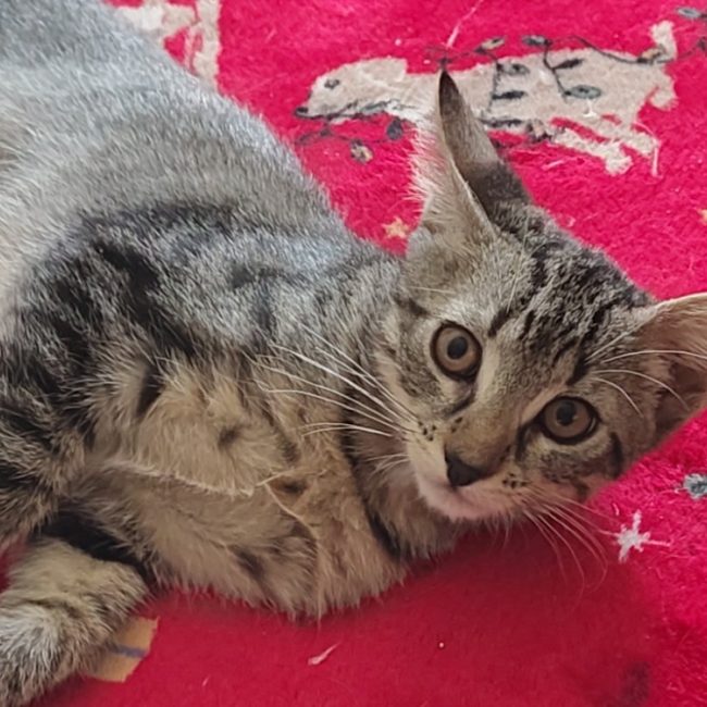 Colin - Chat Européen à adopter