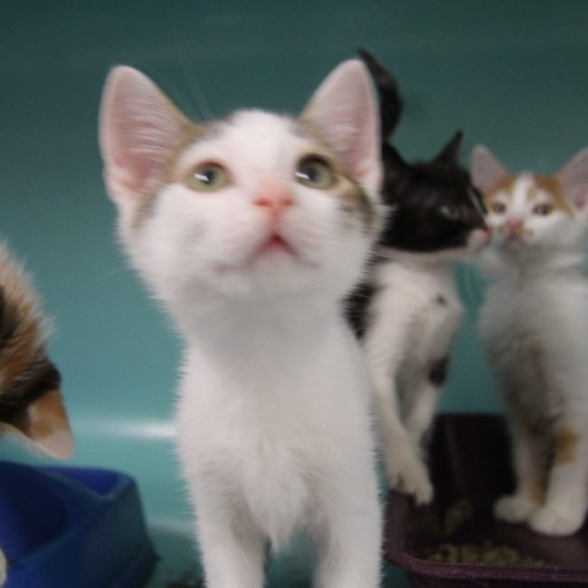 Mac - Chat Européen à adopter