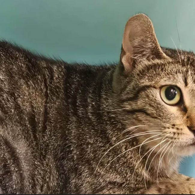 Mulan - Chat Européen à adopter
