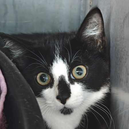 Zigoto - Chat Européen à adopter