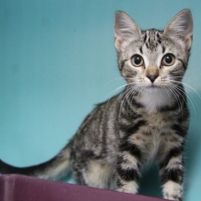 Mac - Chat Européen à adopter