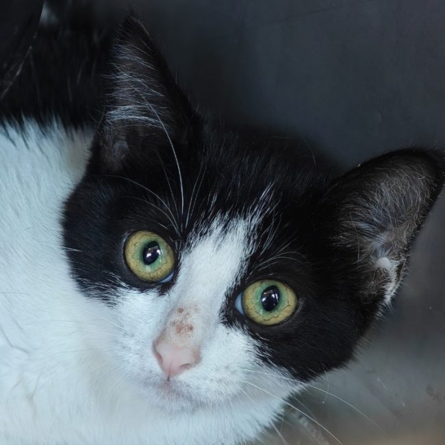 Zinzinette - Chat Européen à adopter