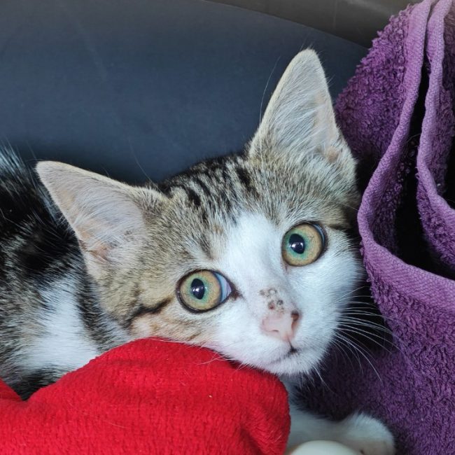 Fada - Chat Européen à adopter