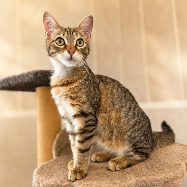 Iceberg - Chat Européen à adopter
