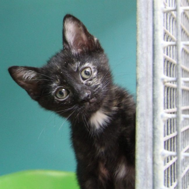 Amelia - Chat Européen à adopter