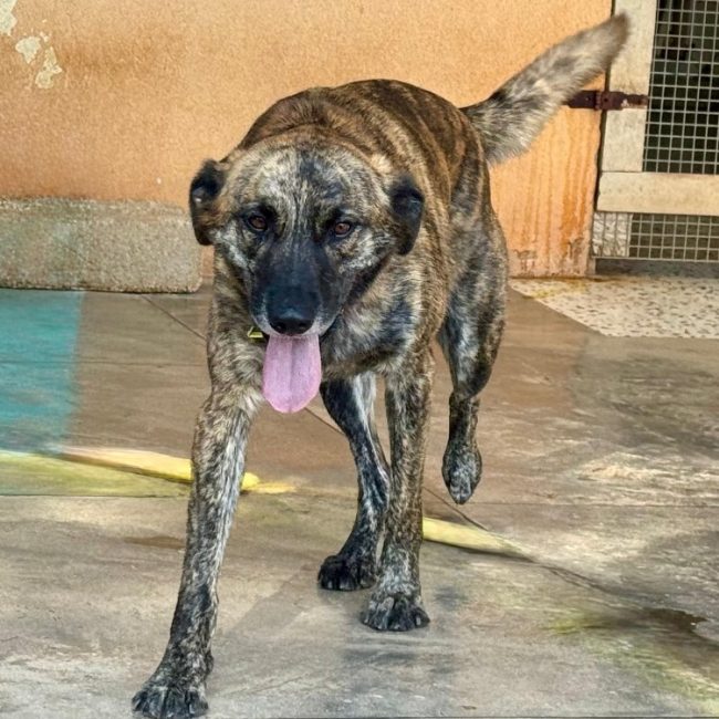 Seven - Chien à adopter