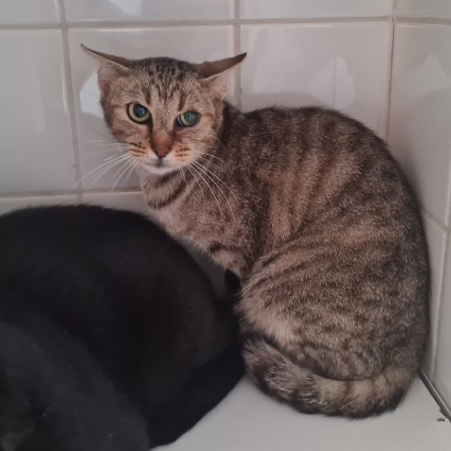 Alba - Chat Européen à adopter