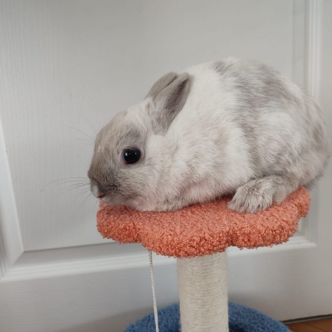 Yuki - Rongeur Lapin à adopter