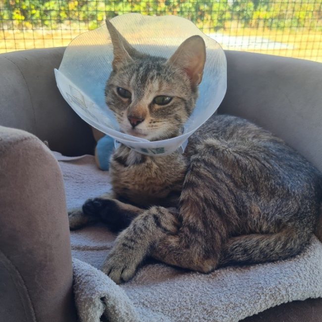 Nelsona - Chat Européen à adopter