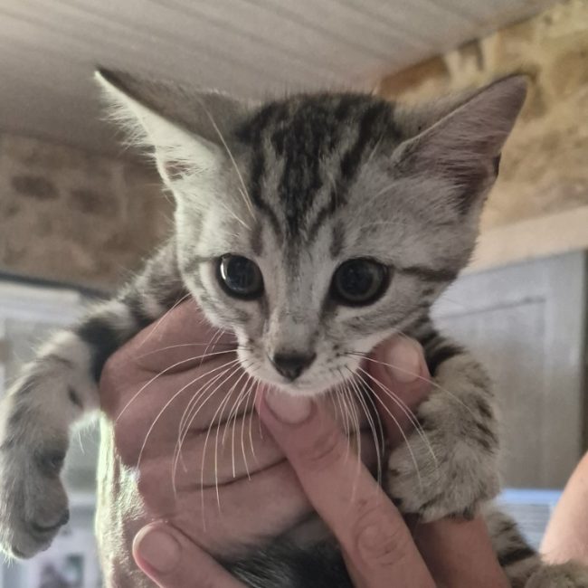 Bowie - Chat Européen à adopter