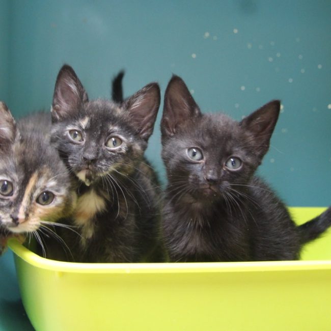 Victoria - Chat Européen à adopter