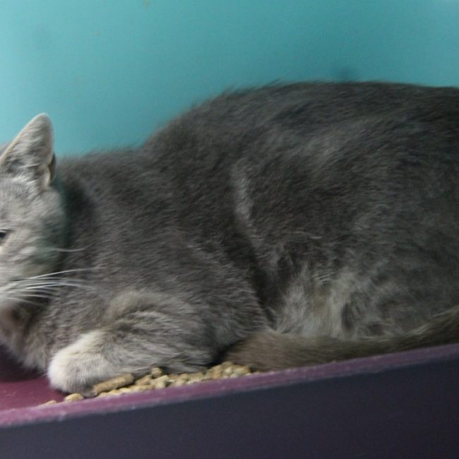 Gargouille - Chat Européen à adopter