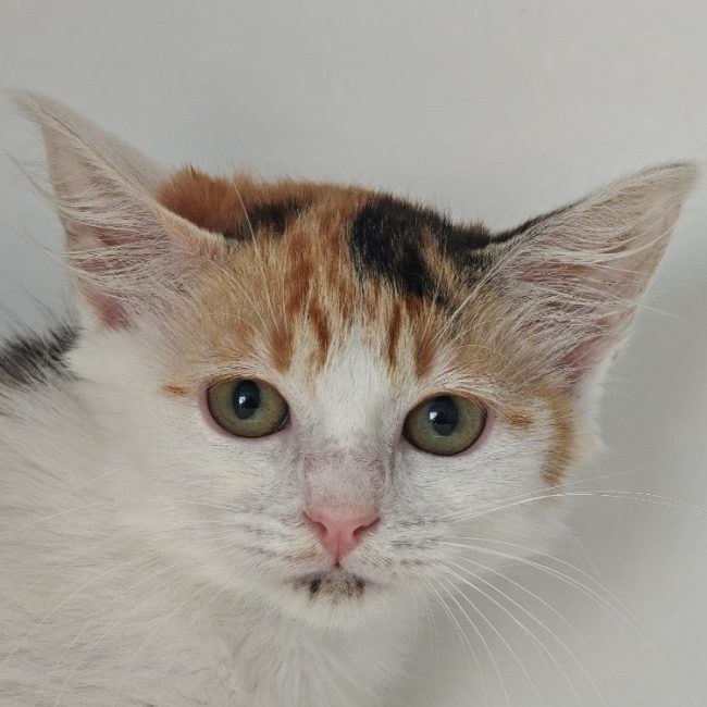 Popeline - Chat Européen à adopter