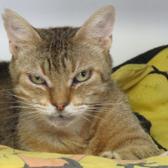 Pacifique - Chat Européen à adopter