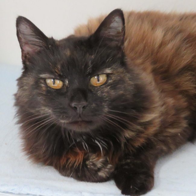 Etel - Chat Européen à adopter