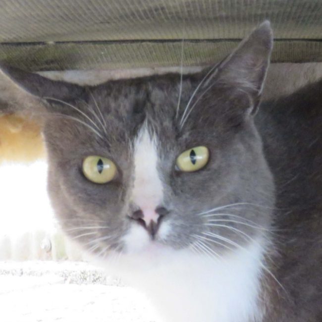 Meyronne - Chat Européen à adopter