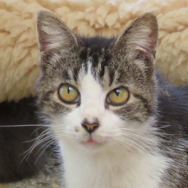 Croisti - Chat Européen à adopter