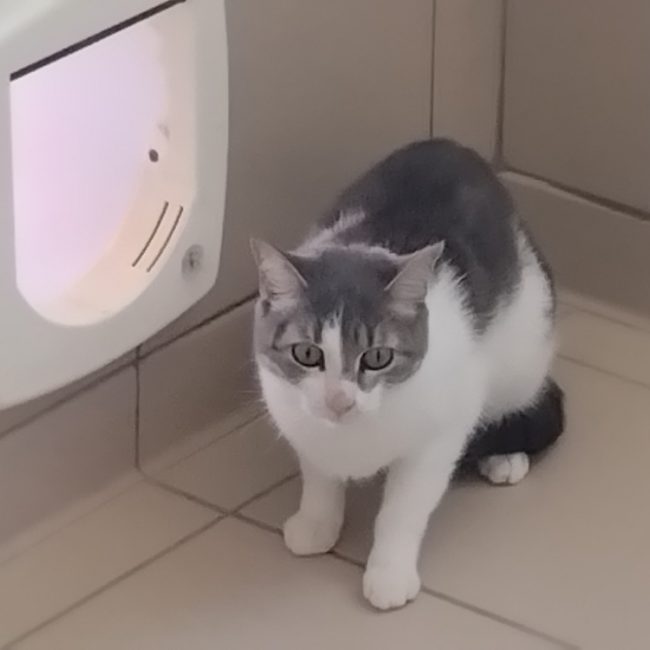 Naya - Chat Européen à adopter