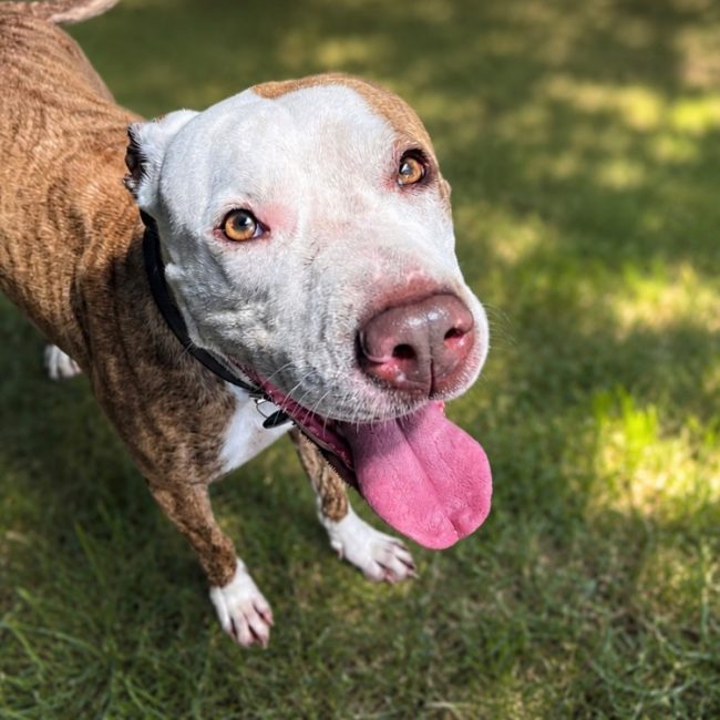 Tchalla - Chien American Bully à adopter