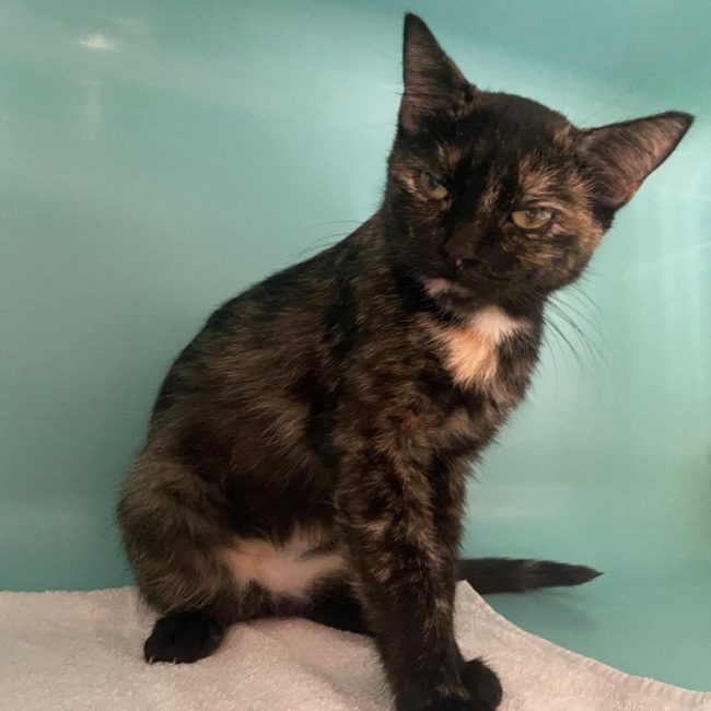 Mia - Chat Européen à adopter