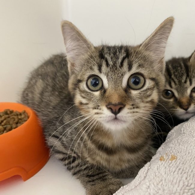 Barry - Chat Européen à adopter