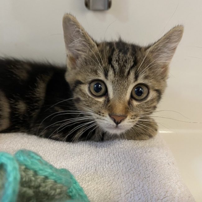 Bretzel - Chat Européen à adopter