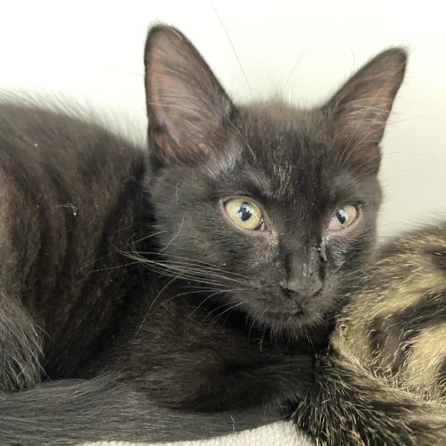 Brume - Chat Européen à adopter