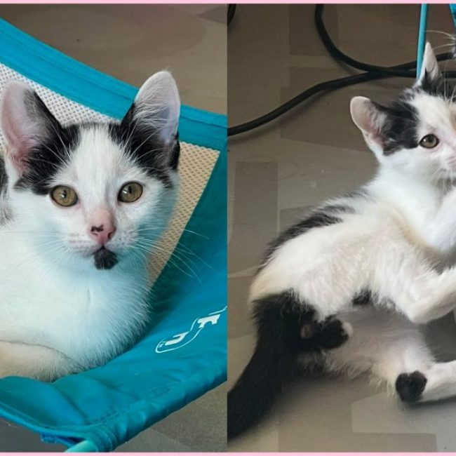 Gribiche - Chat Européen à adopter