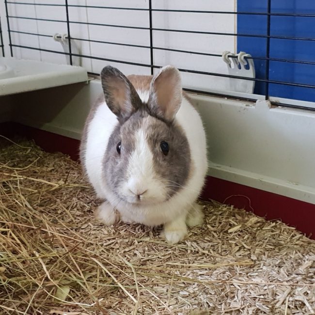 Pom - Rongeur Lapin à adopter