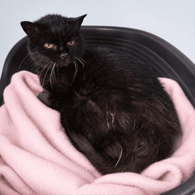 Chic - Chat Européen à adopter