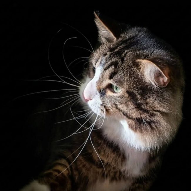 Thema - Chat Angora Turc à adopter