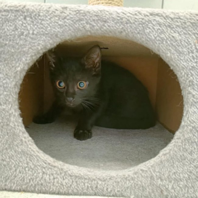 Ruiz - Chat Européen à adopter