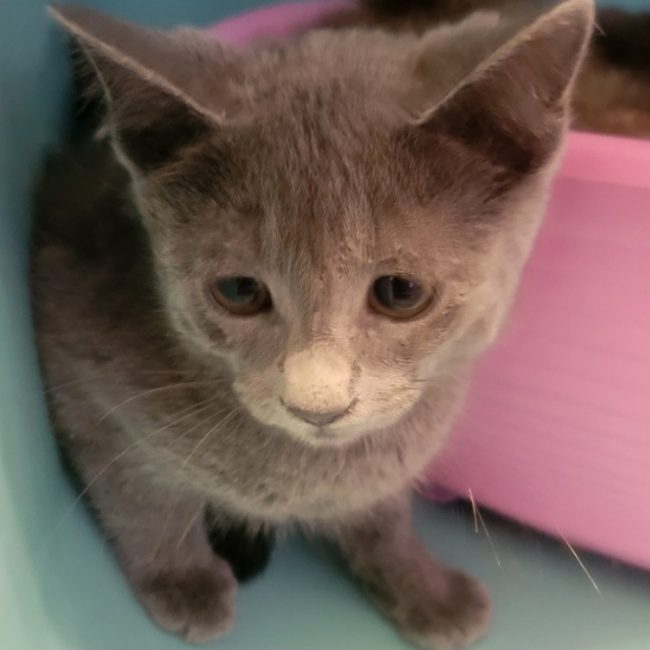 Anduin - Chat Européen à adopter