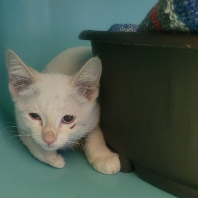 Arthas - Chat Européen à adopter