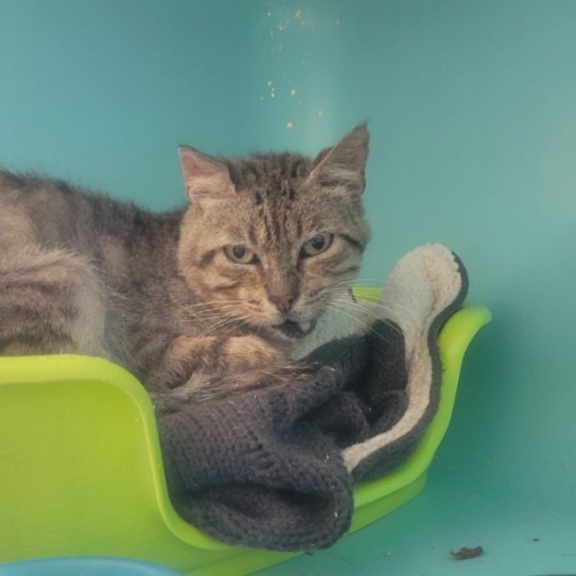 Sylvanas - Chat Européen à adopter