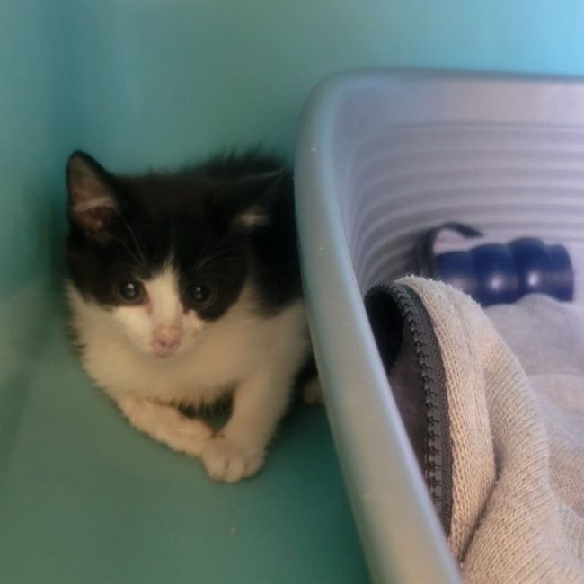 Riven - Chat Européen à adopter